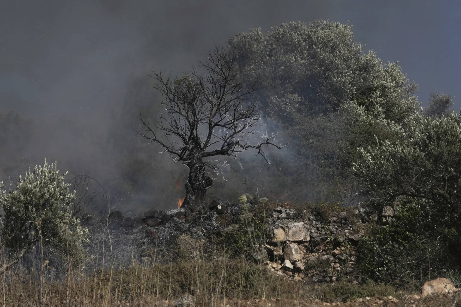 An olive tree smolders after burned in a Palestinian village near the West Bank town of Sinjil, Friday, July 11, 2025. (Credit: Maya Alleruzzo/AP.)