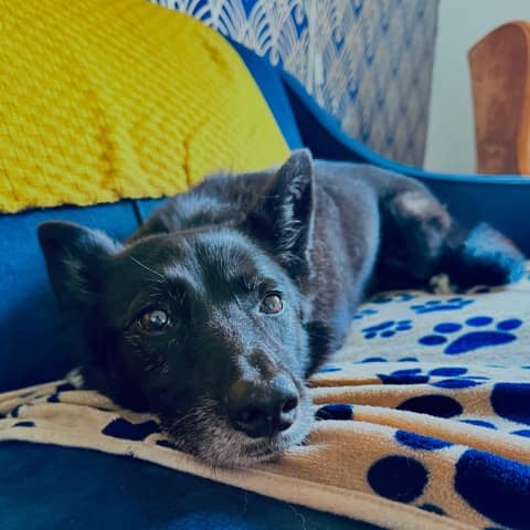 Dolly the sheep dog rests in her home in Leicester, England. (Credit: Father Johannes Arens.)