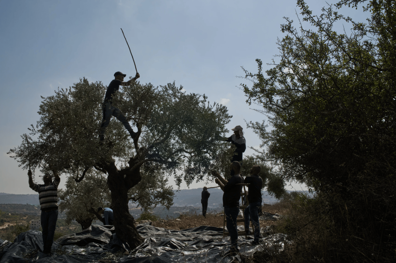 A Palestinian family harvest olives in a valley in the West Bank town of Birzeit, Friday, Oct. 9, 2026. (Credit: Leo Correa/AP.)