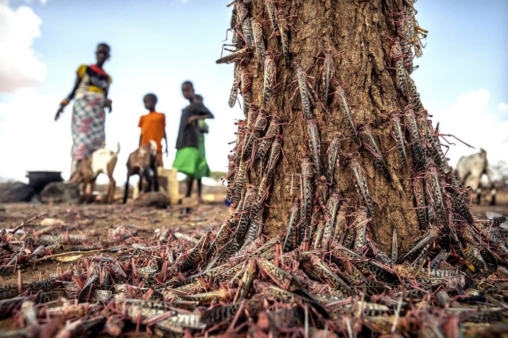 East Africa preparing to face twin ‘Biblical plagues’: COVID-19 and desert locusts