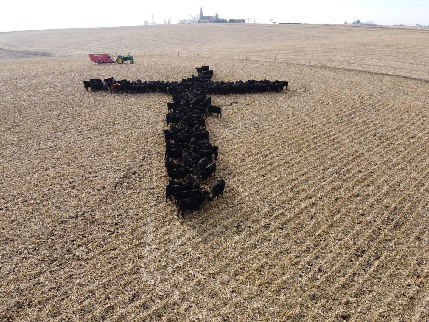 Iowa priest-photographer surprised by appeal of viral cattle cross image