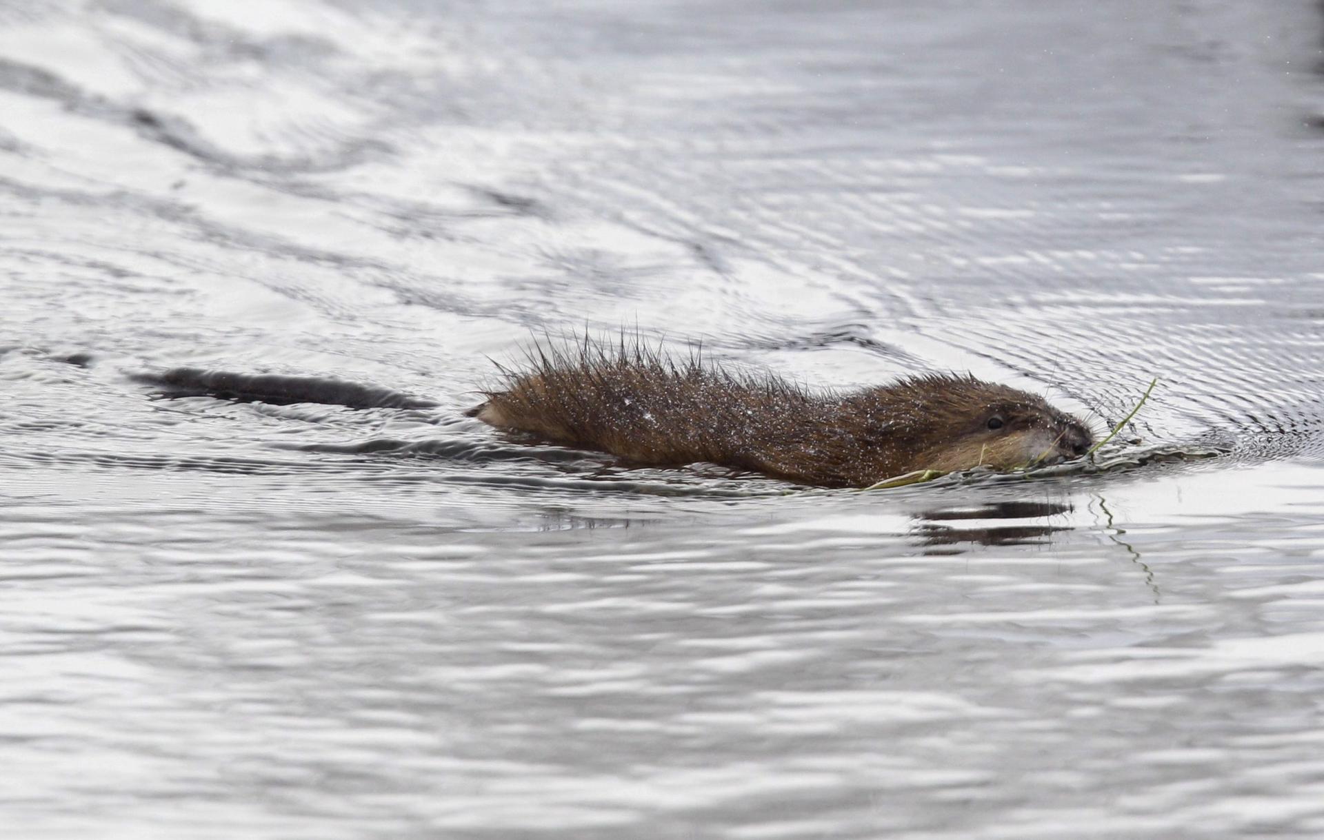 Muskrat love: Detroit-area Catholics permitted to eat rodent