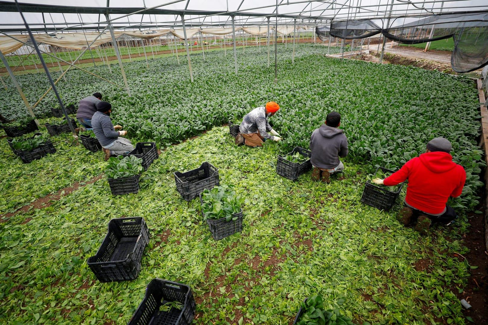 Italy grants temporary residency to migrant farmworkers
