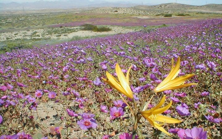 Flowers in the desert