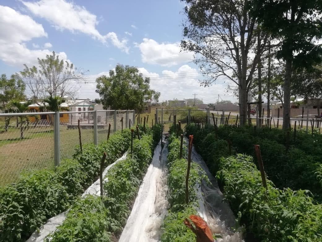 Community garden inspired by ‘Laudato si” becomes a lifeline