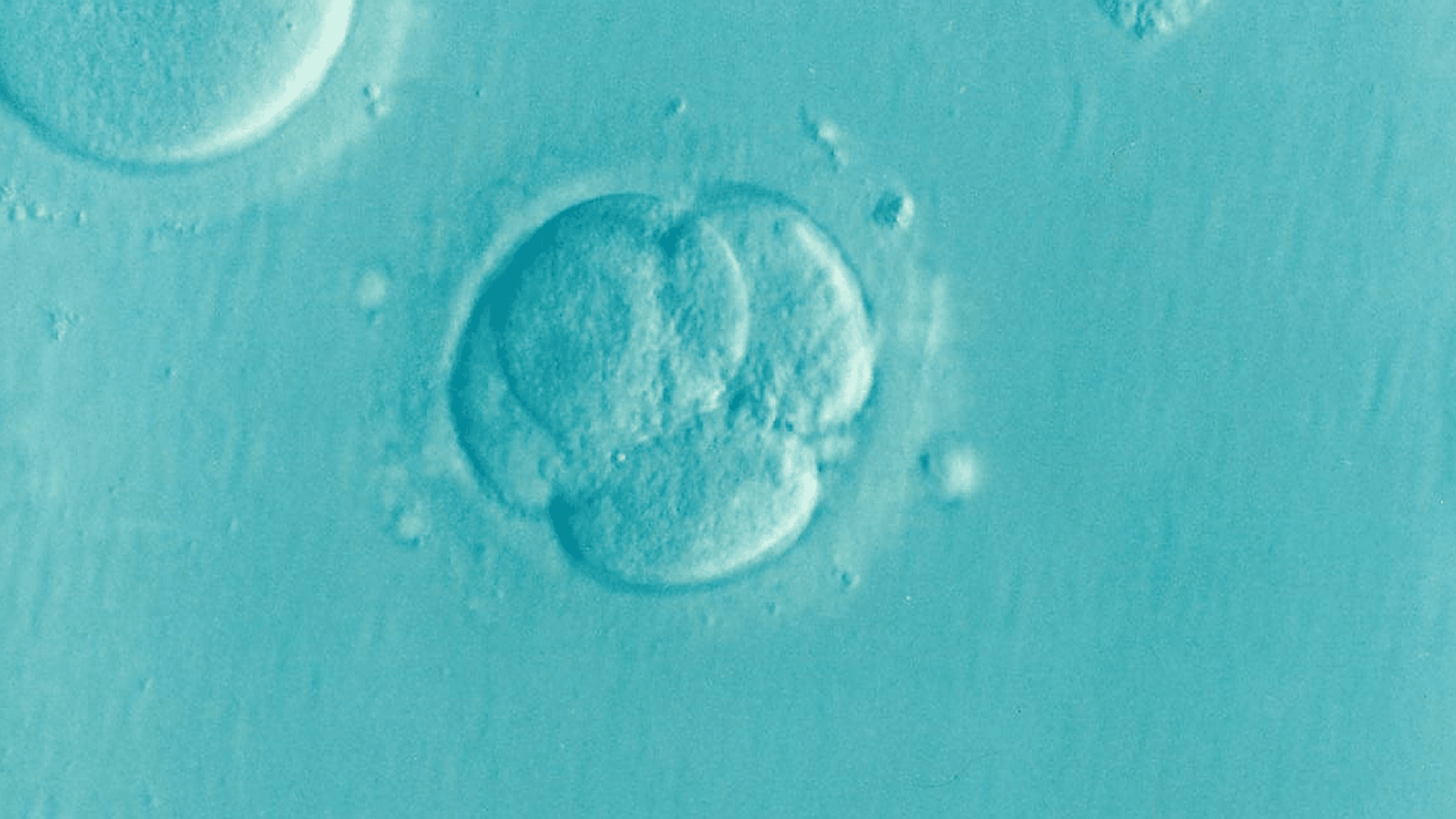 New stem cell research guidelines a ‘shifting goalpost’ for embryo safeguards. ethicist says