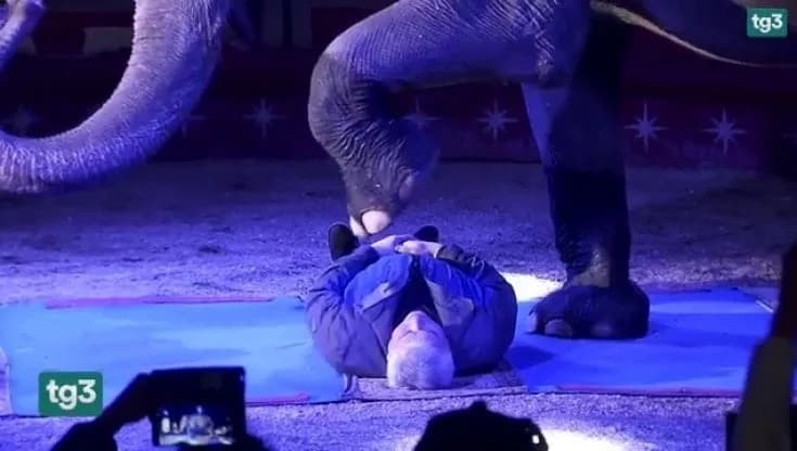Animal rights group blasts Pope, Krajewski for circus outing with elephants