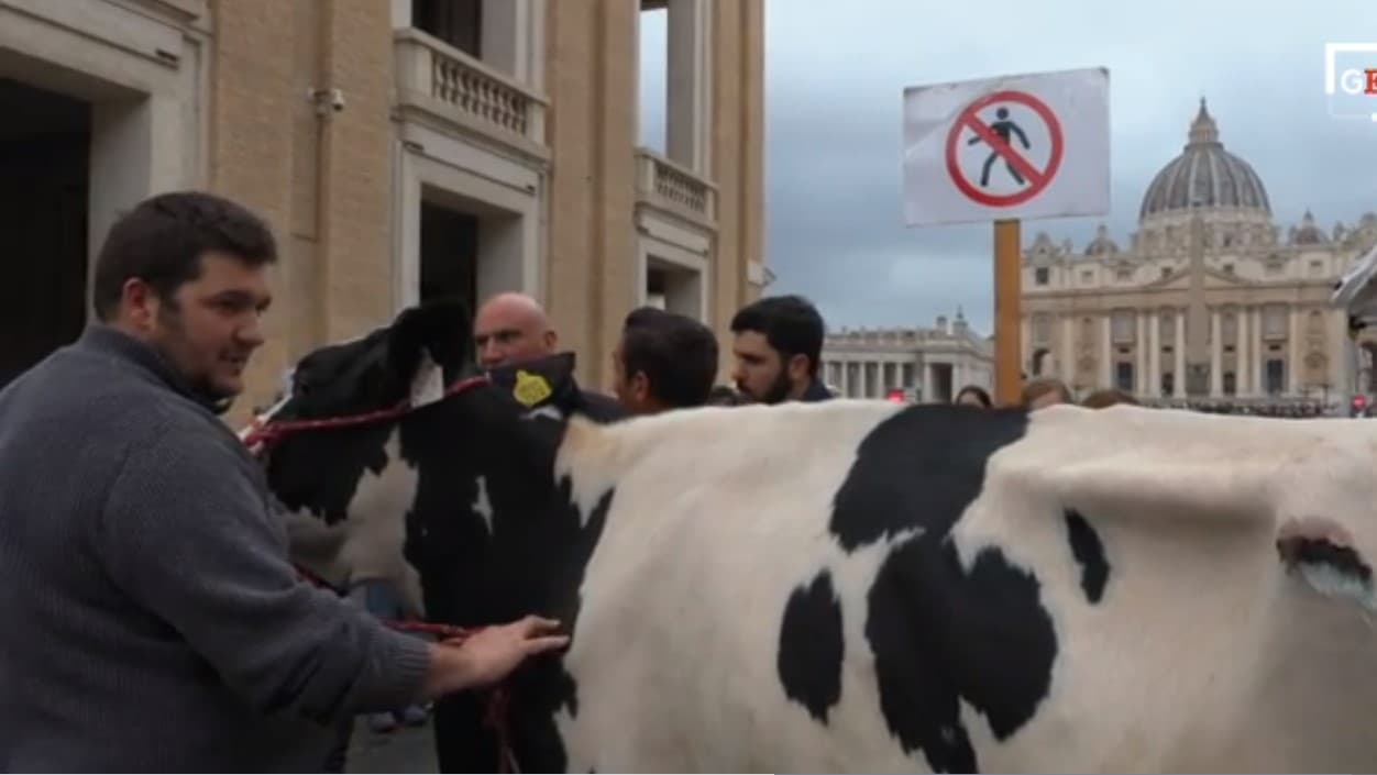 Ercolina the cow makes surprise guest appearance at Pope’s Sunday address