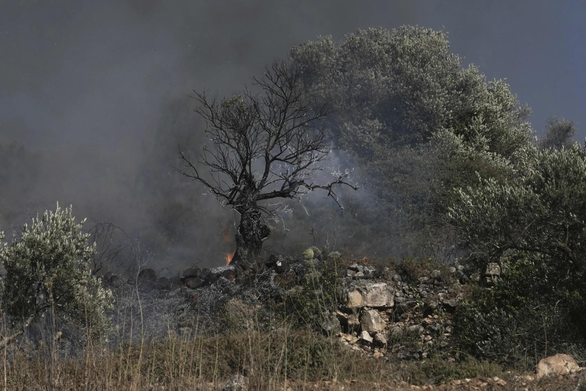 An olive tree smolders after burned in a Palestinian village near the West Bank town of Sinjil, Friday, July 11, 2025. (Credit: Maya Alleruzzo/AP.)
