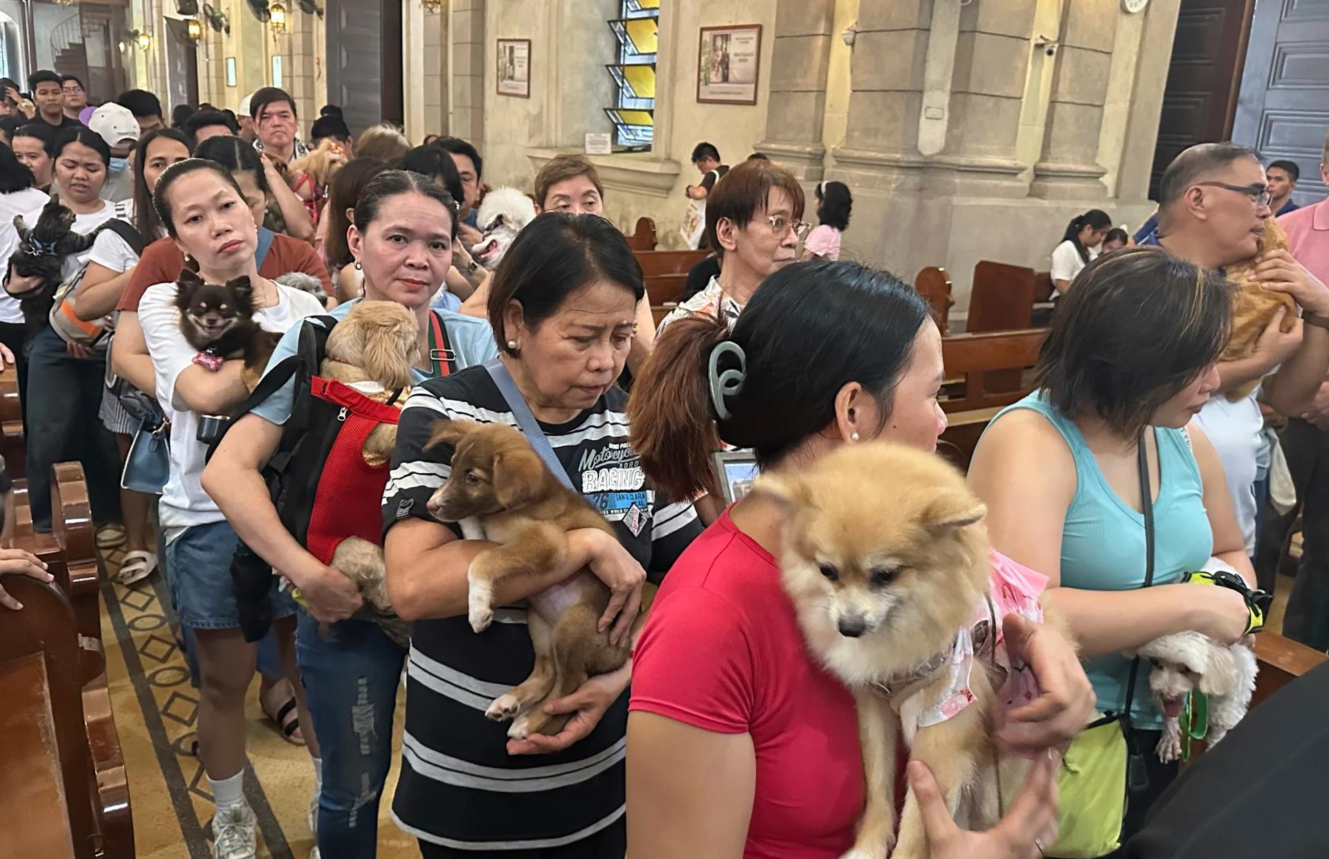Wagging tails fill a Philippine church where priests bless pets for St. Francis feast