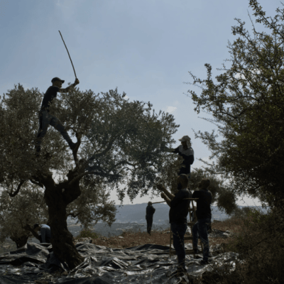 Israeli settlers attack olive harvest of Christian villagers in the West Bank